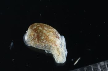 Media type: image;   Malacology 393728 Description: live specimen;